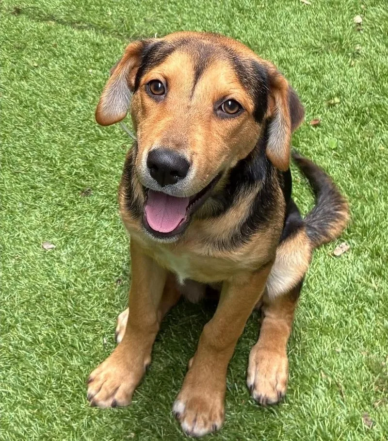 A young medium-sized female Tricolor (Brown, Black, & White) Australian Cattle Dog / Blue Heeler dog named Katrina for adoption in Sedalia, CO