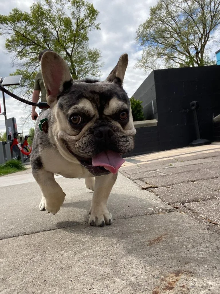 An adult medium-sized male French Bulldog dog named Frankie for adoption in West Bloomfield, MI