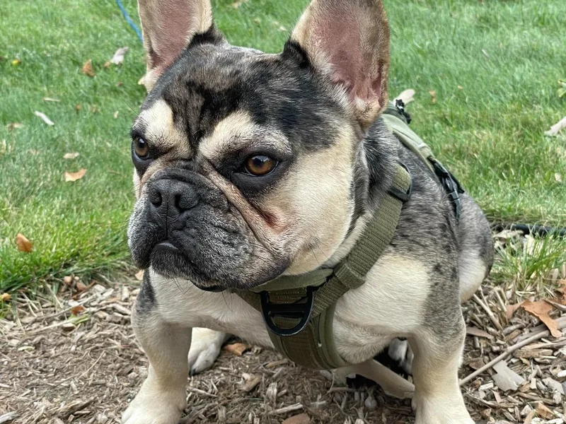 Frankie thumbnail 2