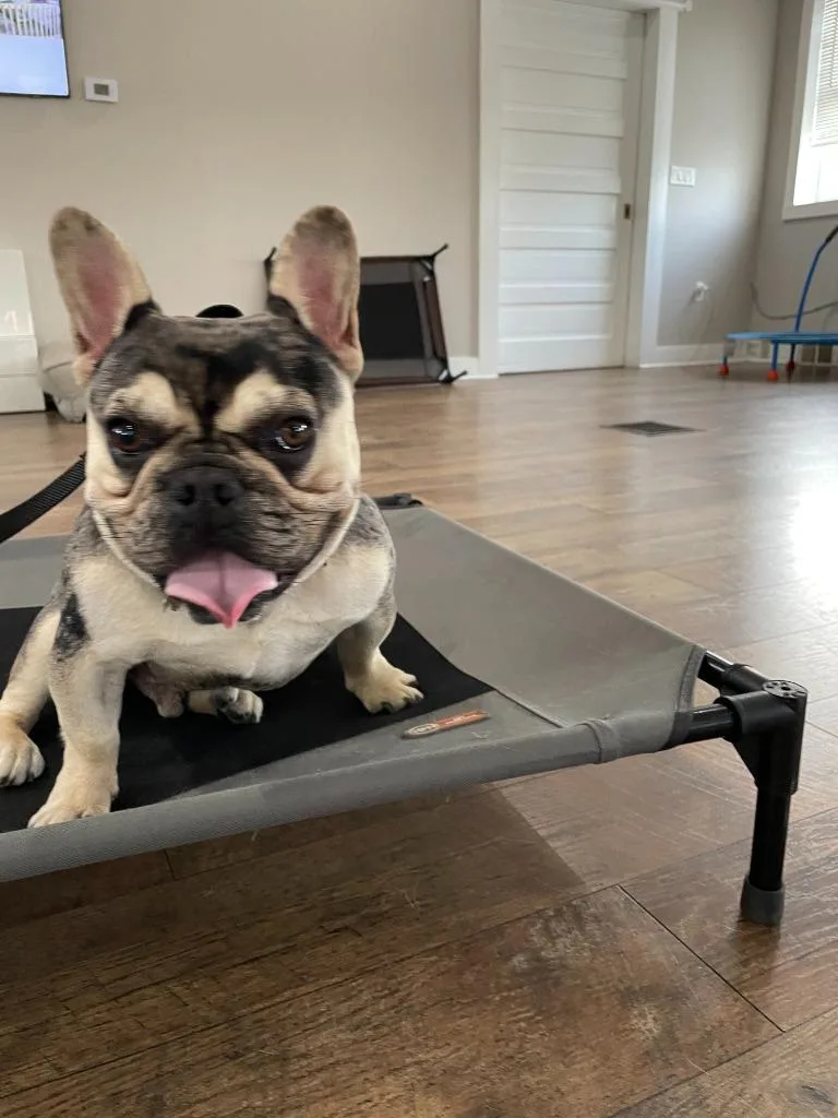 Frankie thumbnail 3