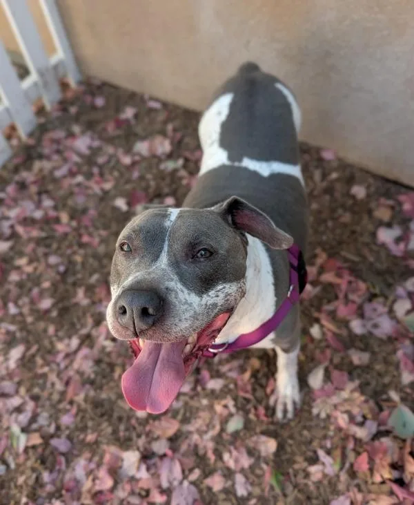 An adult large-sized female Pit Bull Terrier dog named Squash for adoption in Santa Rosa, CA