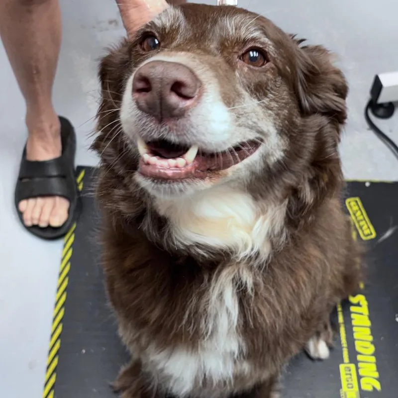 A senior medium-sized female Brown / Chocolate Mixed Breed dog named Lizzie for adoption in Bismarck, ND