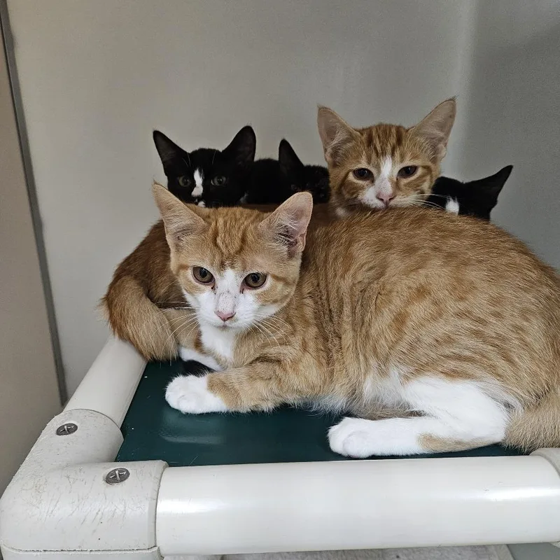 A young small-sized female Orange / Red Domestic Short Hair cat named Macaroni for adoption in Ridgely, MD