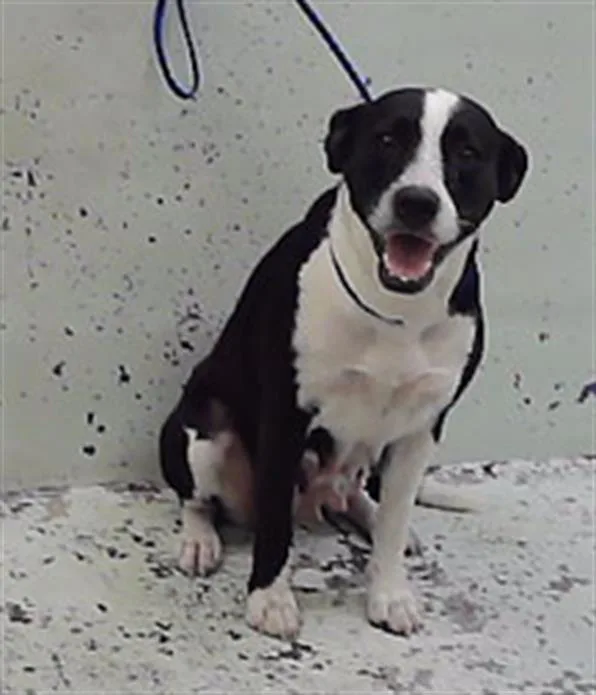 An adult medium-sized female Staffordshire Bull Terrier dog named Sally for adoption in Houston, TX