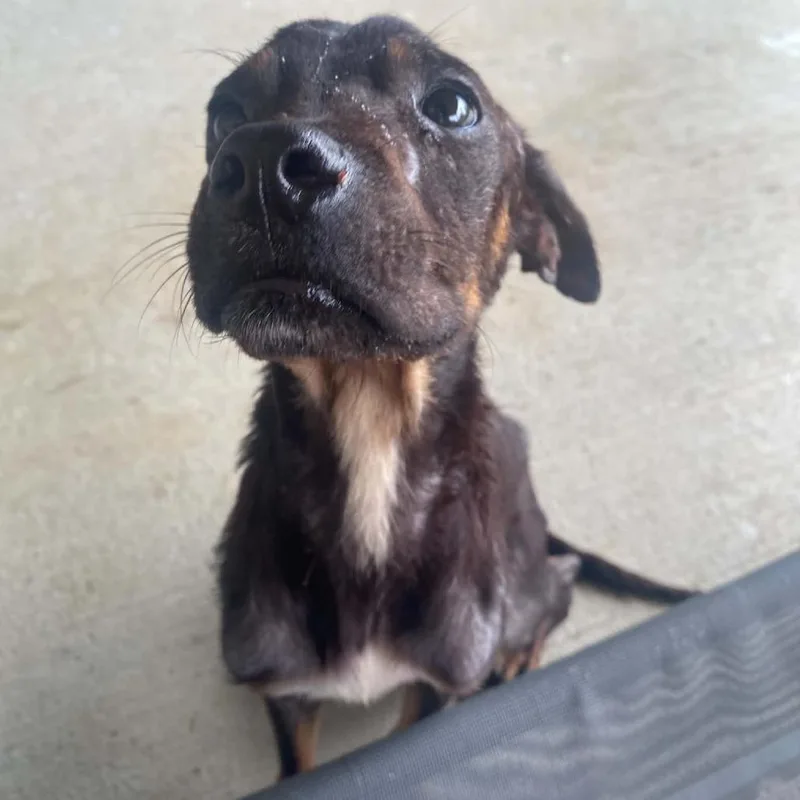 A young small-sized male Black Mixed Breed dog named Venom for adoption in Olathe, KS