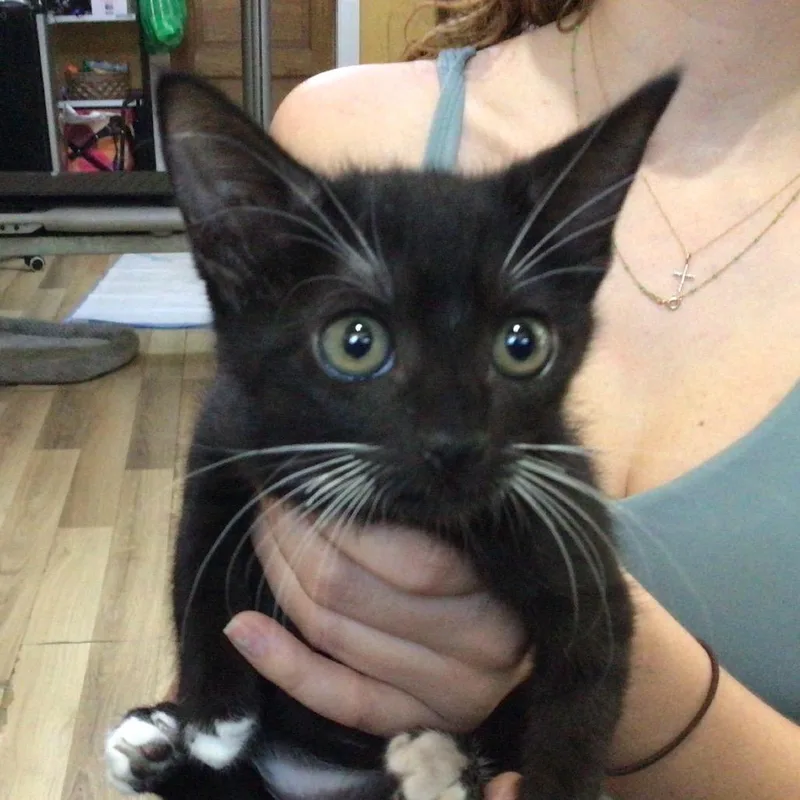 A baby small-sized female Black American Shorthair cat named Chase for adoption in New Orleans, LA