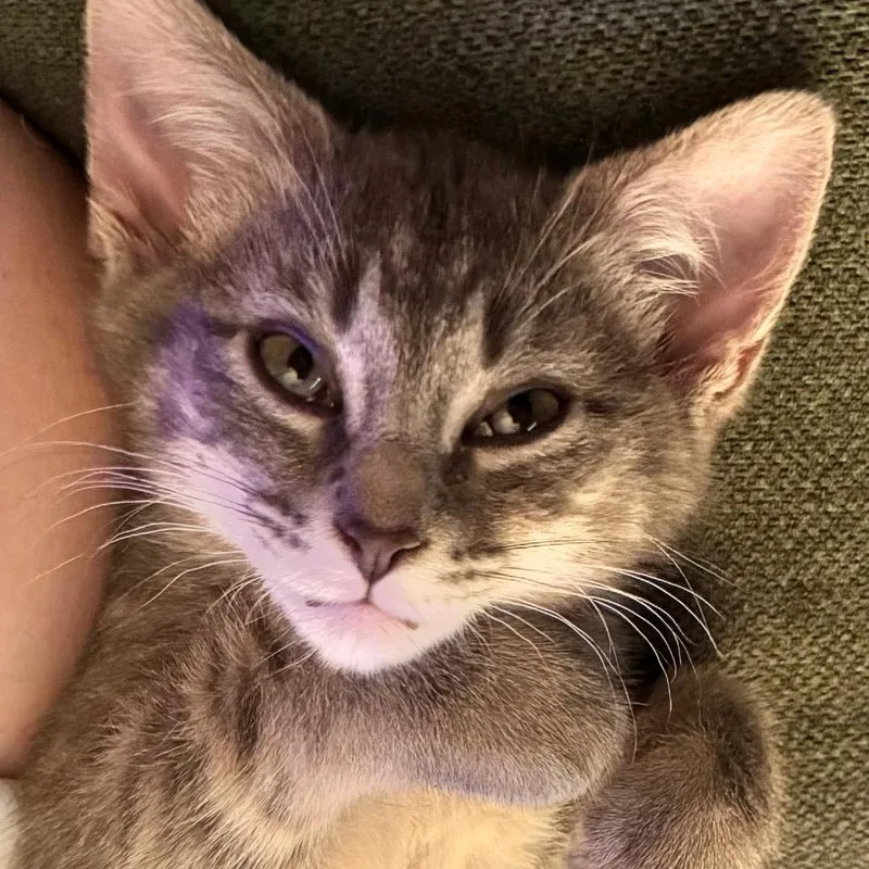 Libby