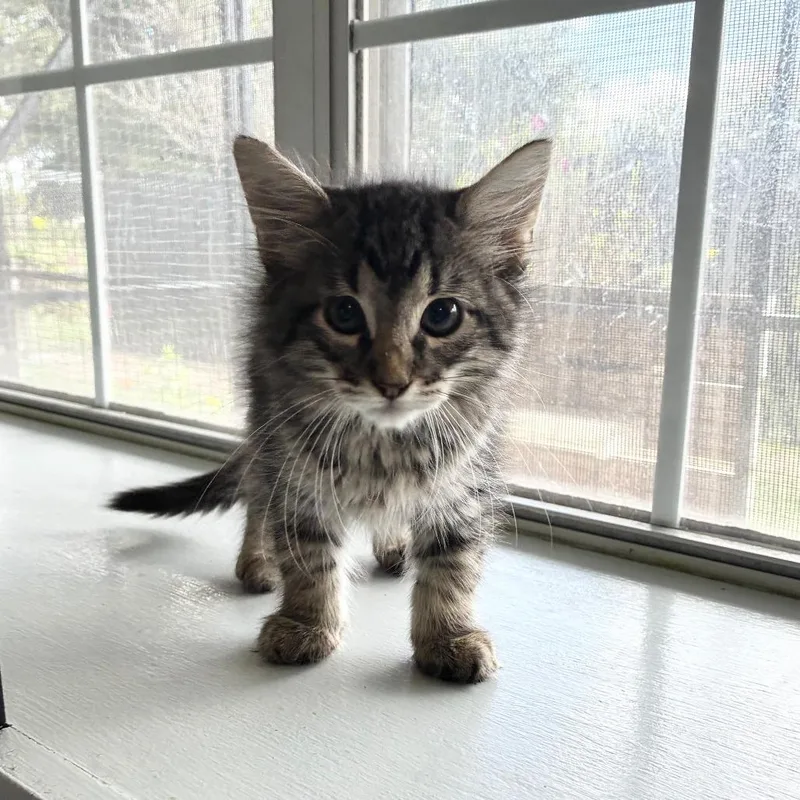 A baby small-sized male Black Domestic Short Hair cat named Wizards Wand for adoption in Carencro, LA