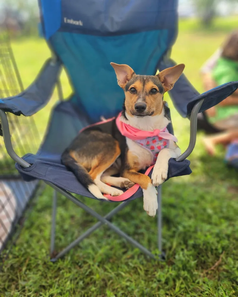 A young medium-sized female Bicolor Corgi dog named Ghost for adoption in San Antonio, TX