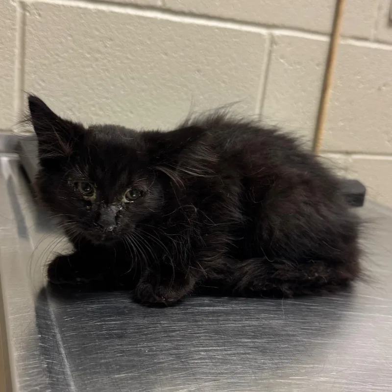A baby small-sized male Black Domestic Medium Hair cat named Gomez for adoption in Bristol, IN