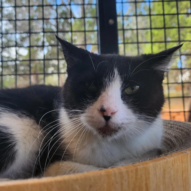 An adult medium-sized female Black Domestic Short Hair cat named Moo for adoption in Salt Lake City, UT