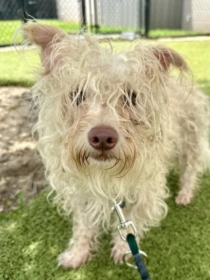 An adult small-sized male White / Cream Mixed Breed dog named Carry On for adoption in Wichita, KS