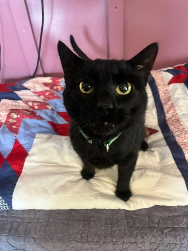 An adult large-sized male American Shorthair cat named Bear for adoption
