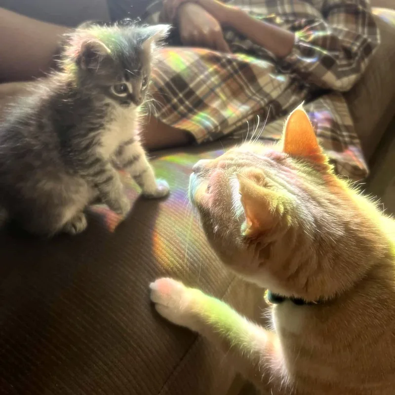 A baby small-sized female Gray / Blue / Silver Domestic Short Hair cat named Raclette for adoption in Austin, TX