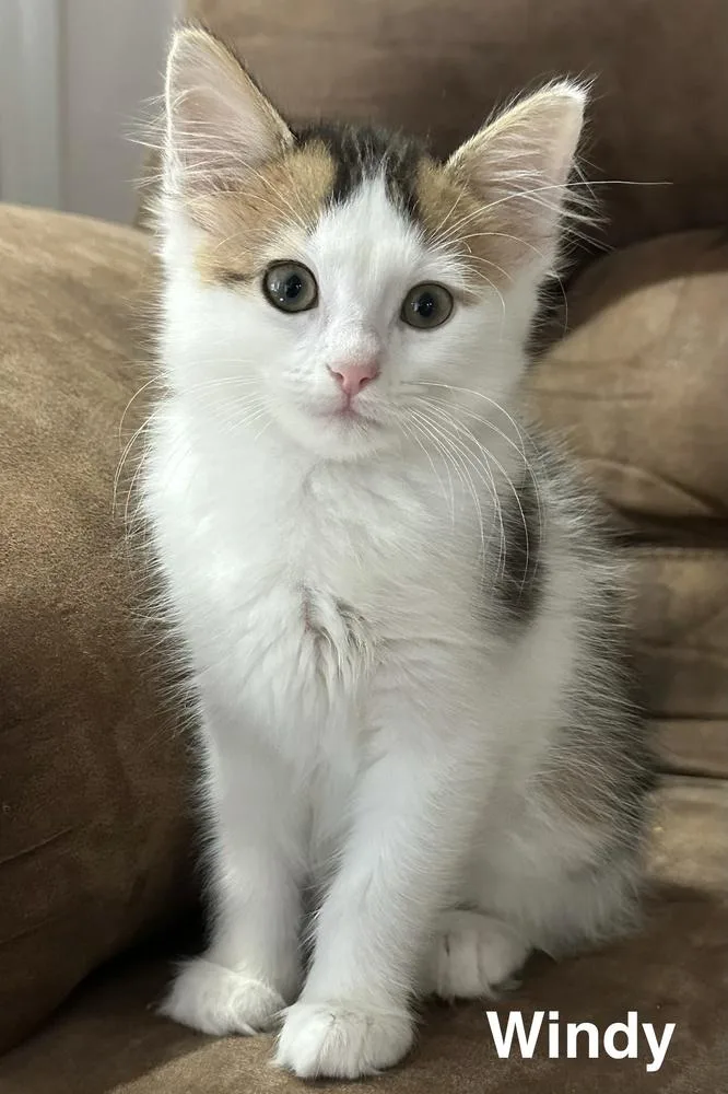 A baby small-sized female Domestic Short Hair cat named Windy for adoption in Blanchard, OK