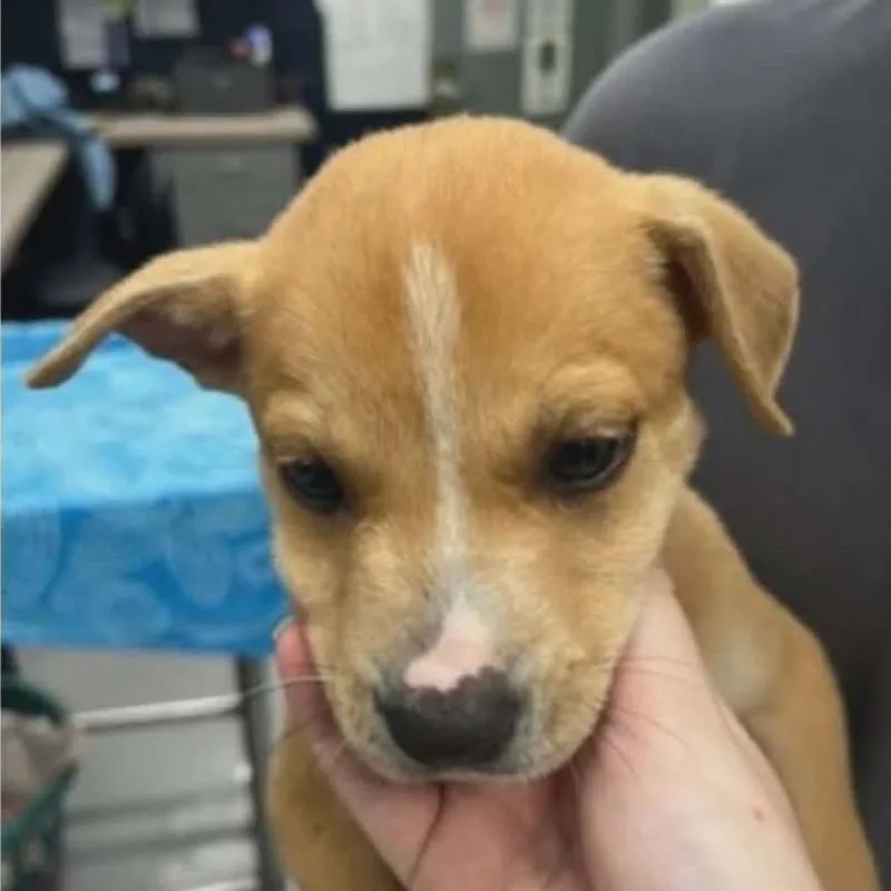 A baby medium-sized male Yellow / Tan / Blond / Fawn Mixed Breed dog named Zeus for adoption in Alexandria, VA