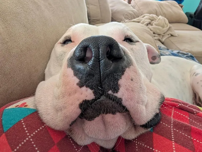 Fritz  Deaf  thumbnail 5