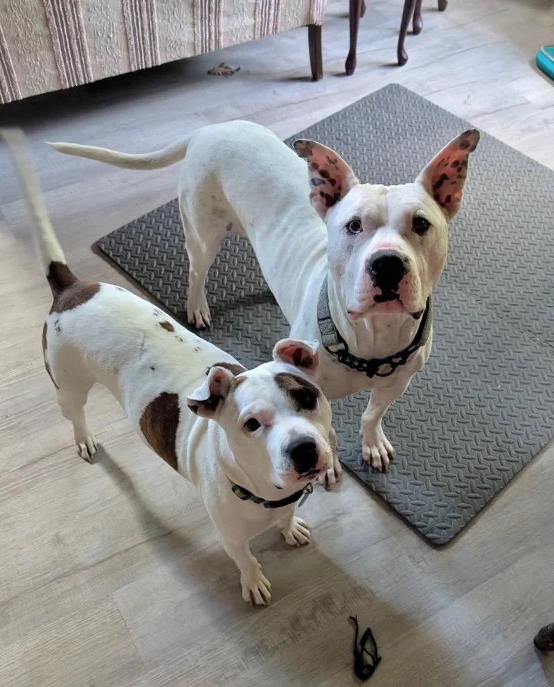 Fritz  Deaf  thumbnail 6