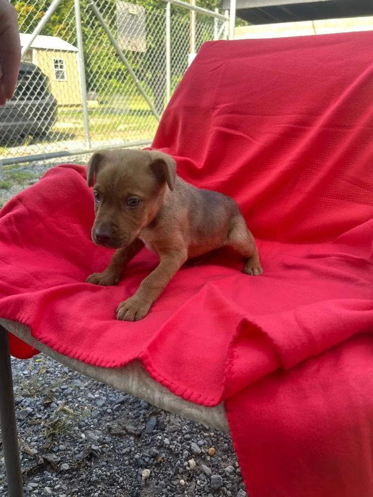 A baby small-sized female Mixed Breed dog named Mocha for adoption in Murray, KY