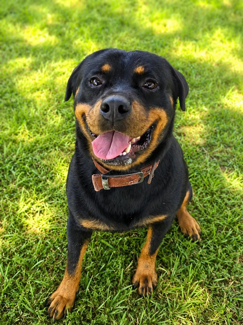 A young medium-sized female Black Rottweiler dog named June Bug for adoption in Houston, TX
