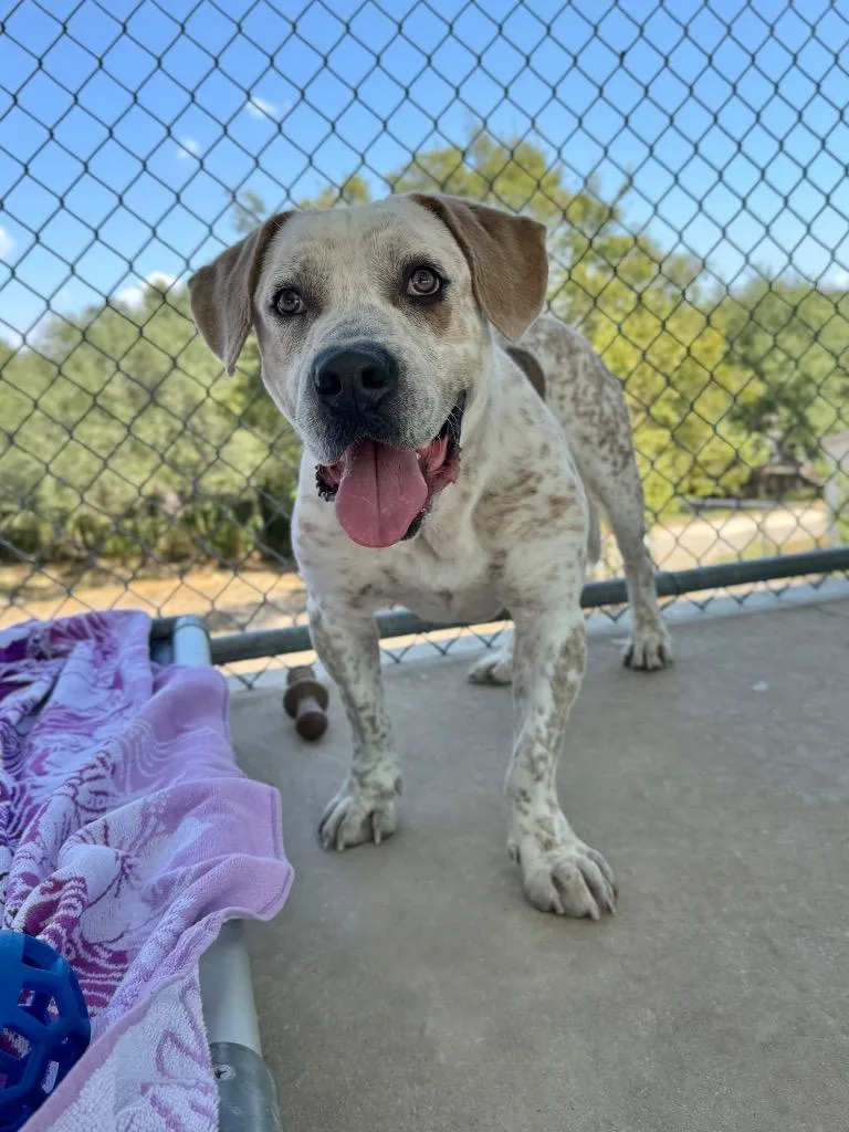 An adult medium-sized male Hound dog named Jeffery for adoption in Canyon Lake, TX