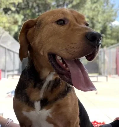 An adult medium-sized male Hound dog named Beau for adoption in King William, VA