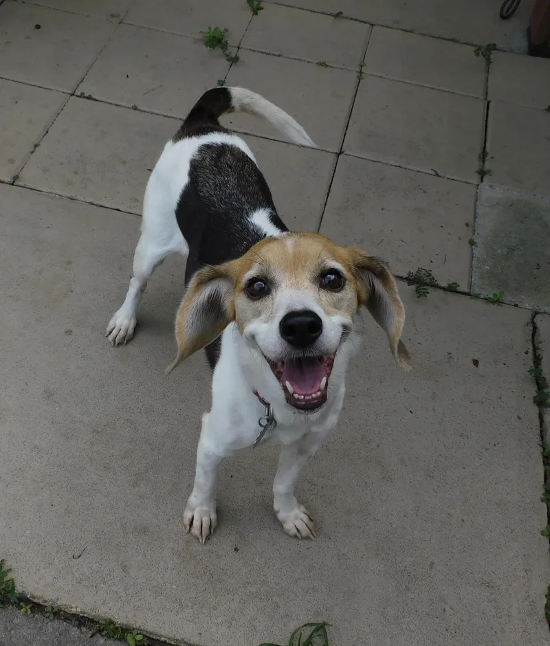 A senior small-sized female Beagle dog named Chia for adoption in Prairieville, LA