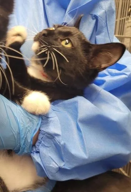 A baby medium-sized female Domestic Short Hair cat named Question Mark for adoption in Hobart, IN