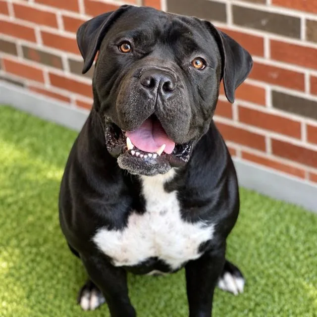 A young extra large-sized male Mixed Breed dog named Unit for adoption in Edmond, OK