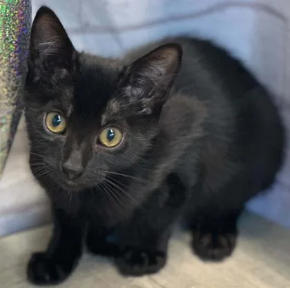 An adult small-sized male Domestic Short Hair cat named Cap `N` Crunch for adoption in Shreveport, LA