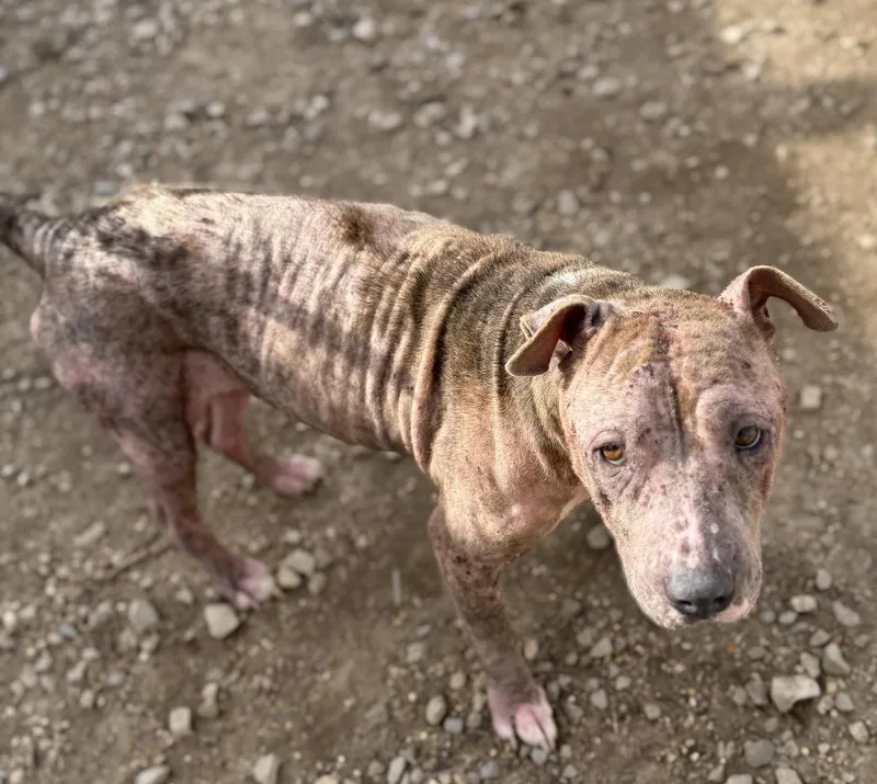 An adult medium-sized female Pit Bull Terrier dog named Calis for adoption in Corning, AR