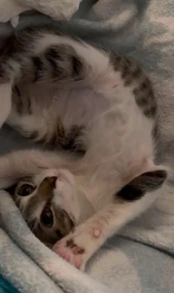 A baby small-sized female Tabby (Gray / Blue / Silver) Domestic Short Hair cat named Lavender for adoption in Wilmington, NC