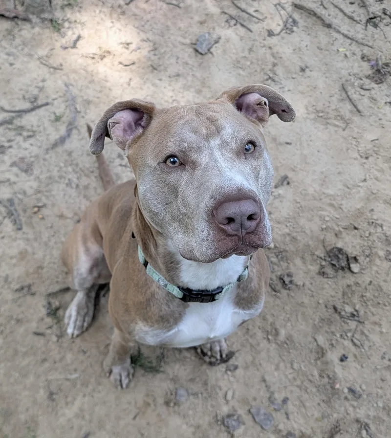An adult medium-sized male Yellow / Tan / Blond / Fawn Pit Bull Terrier dog named Moody for adoption in Reisterstown, MD