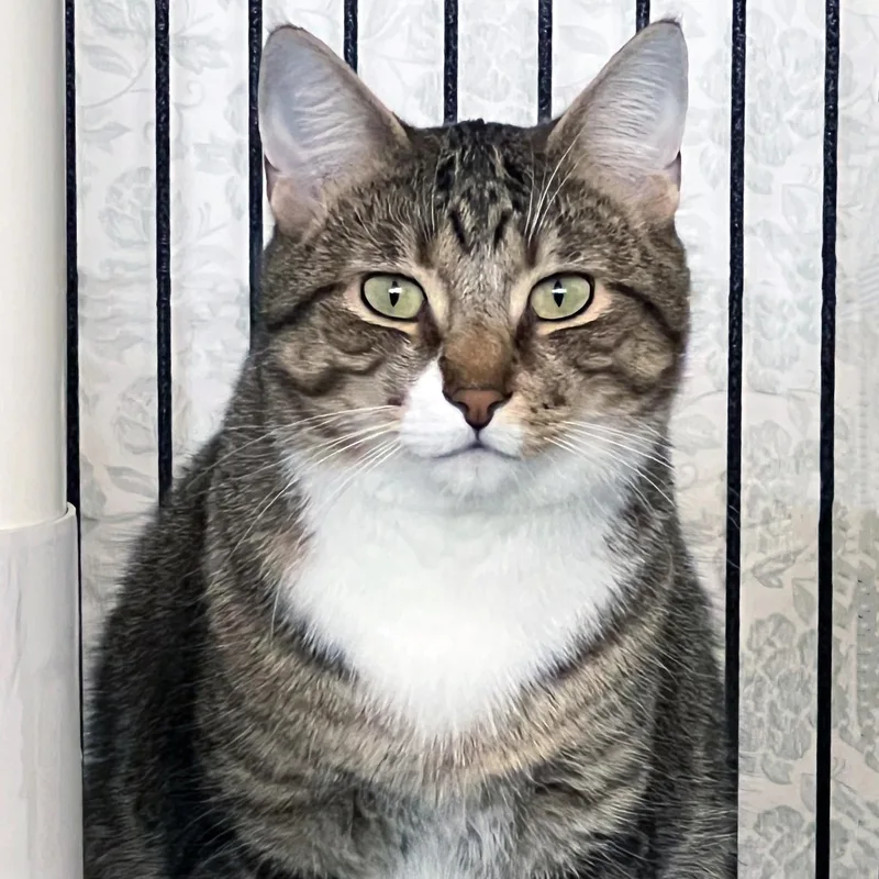 A young medium-sized male Tabby (Brown / Chocolate) Domestic Short Hair cat named Neko for adoption in St. Louis, MO