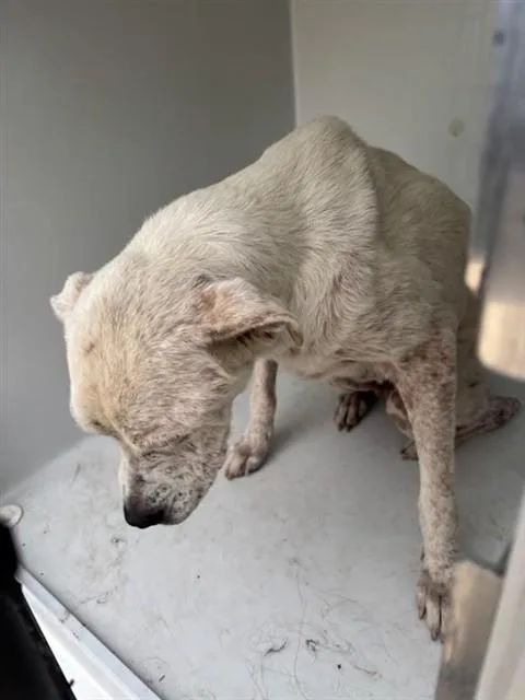 An adult large-sized female Labrador Retriever dog named Jessie for adoption in Houston, TX