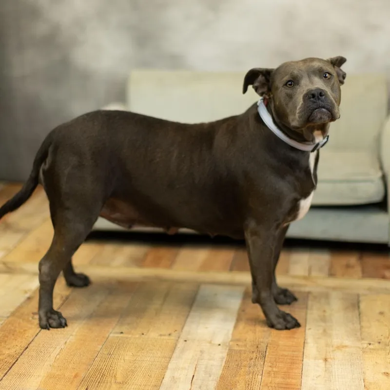 Cocoa Bean thumbnail 2