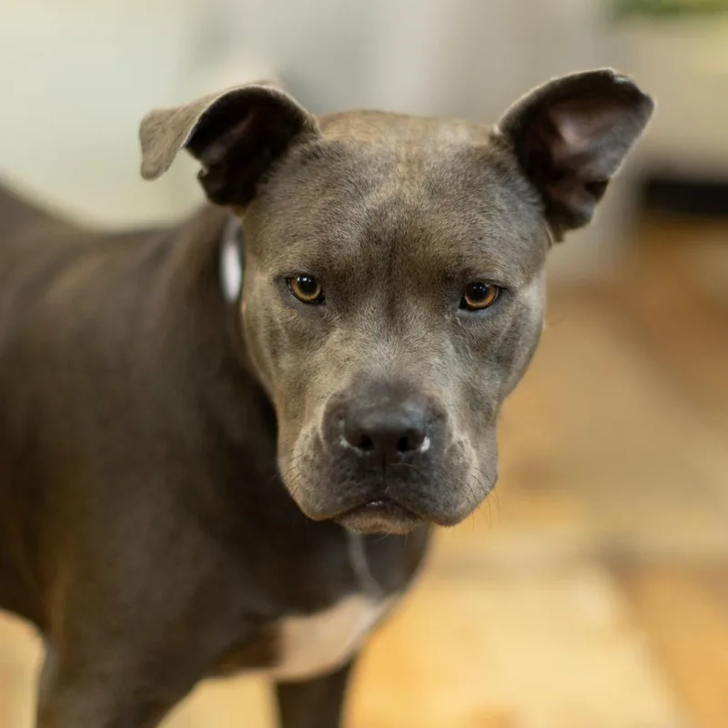 Cocoa Bean thumbnail 3