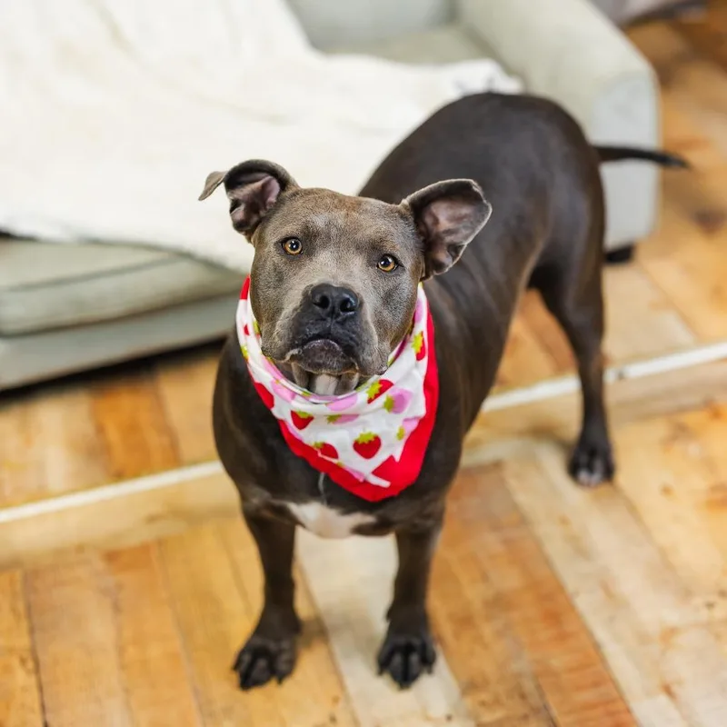 Cocoa Bean thumbnail 4