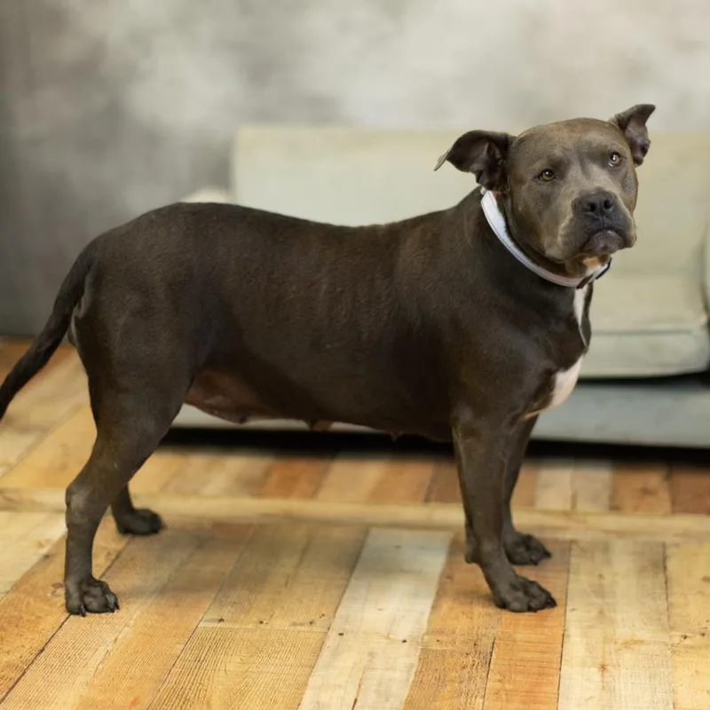 Cocoa Bean thumbnail 5