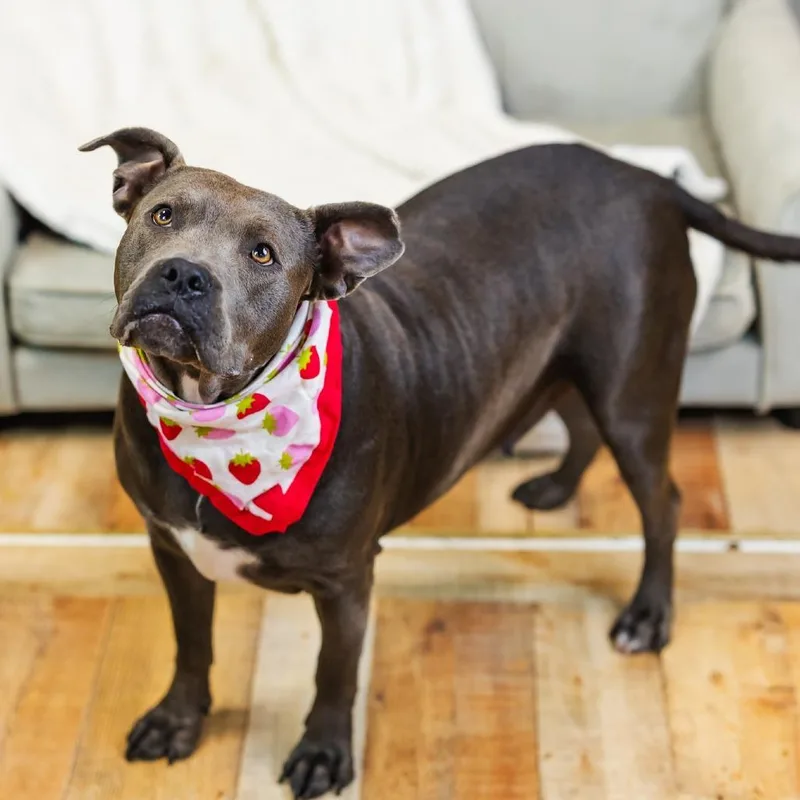 Cocoa Bean thumbnail 6