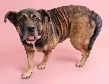 An adult large-sized female Shar-Pei dog named Abby for adoption in Los Angeles, CA