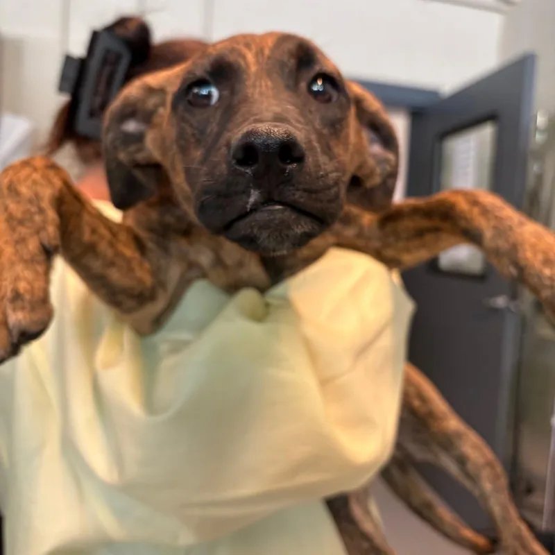 A baby small-sized female Brindle Mixed Breed dog named Stephani for adoption in Huntington, WV