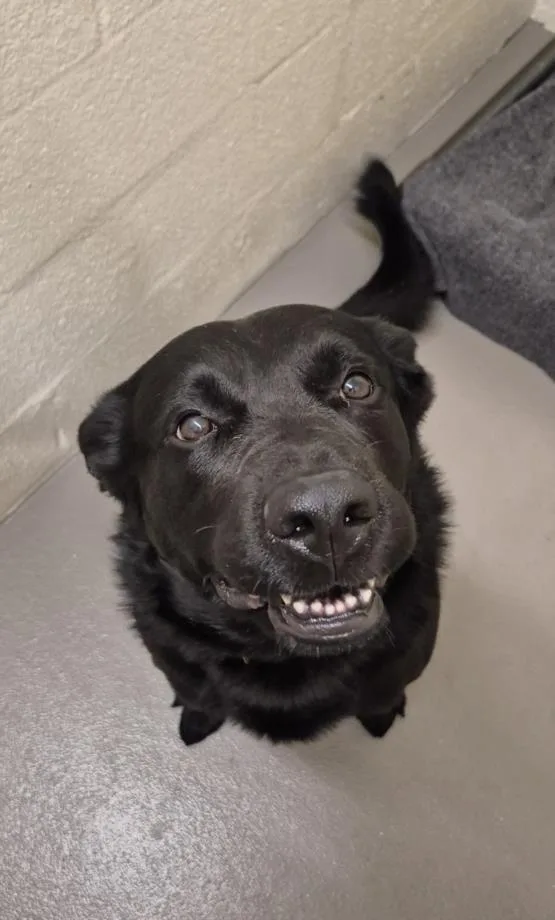 A young large-sized male Labrador Retriever dog named Boomerang for adoption in Hagerstown, MD