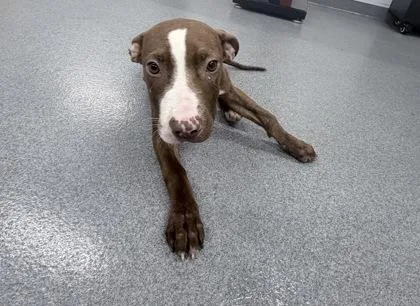 An adult medium-sized male Mixed Breed dog named Loki for adoption in West Chester, PA