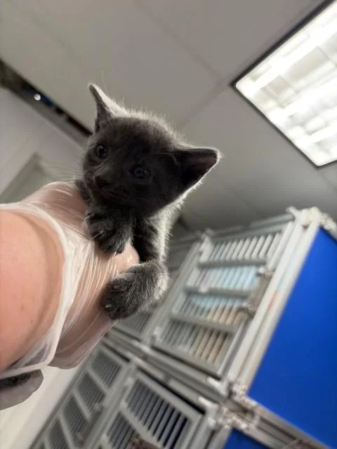 A baby small-sized male Domestic Short Hair cat named Lincoln for adoption in San Bernardino, CA
