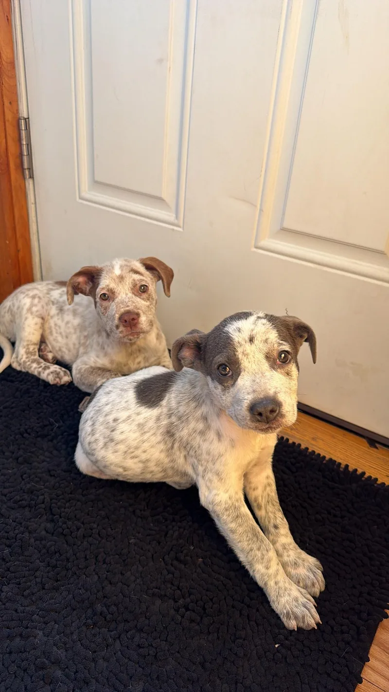 A baby medium-sized female Gray / Blue / Silver Australian Cattle Dog / Blue Heeler dog named Bluey for adoption in Garden City, NY
