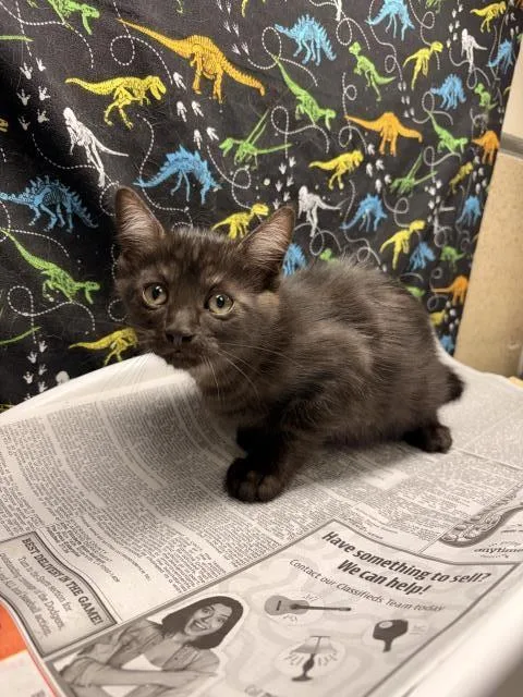 A baby small-sized female Domestic Short Hair cat named Miley for adoption in Riverside, CA