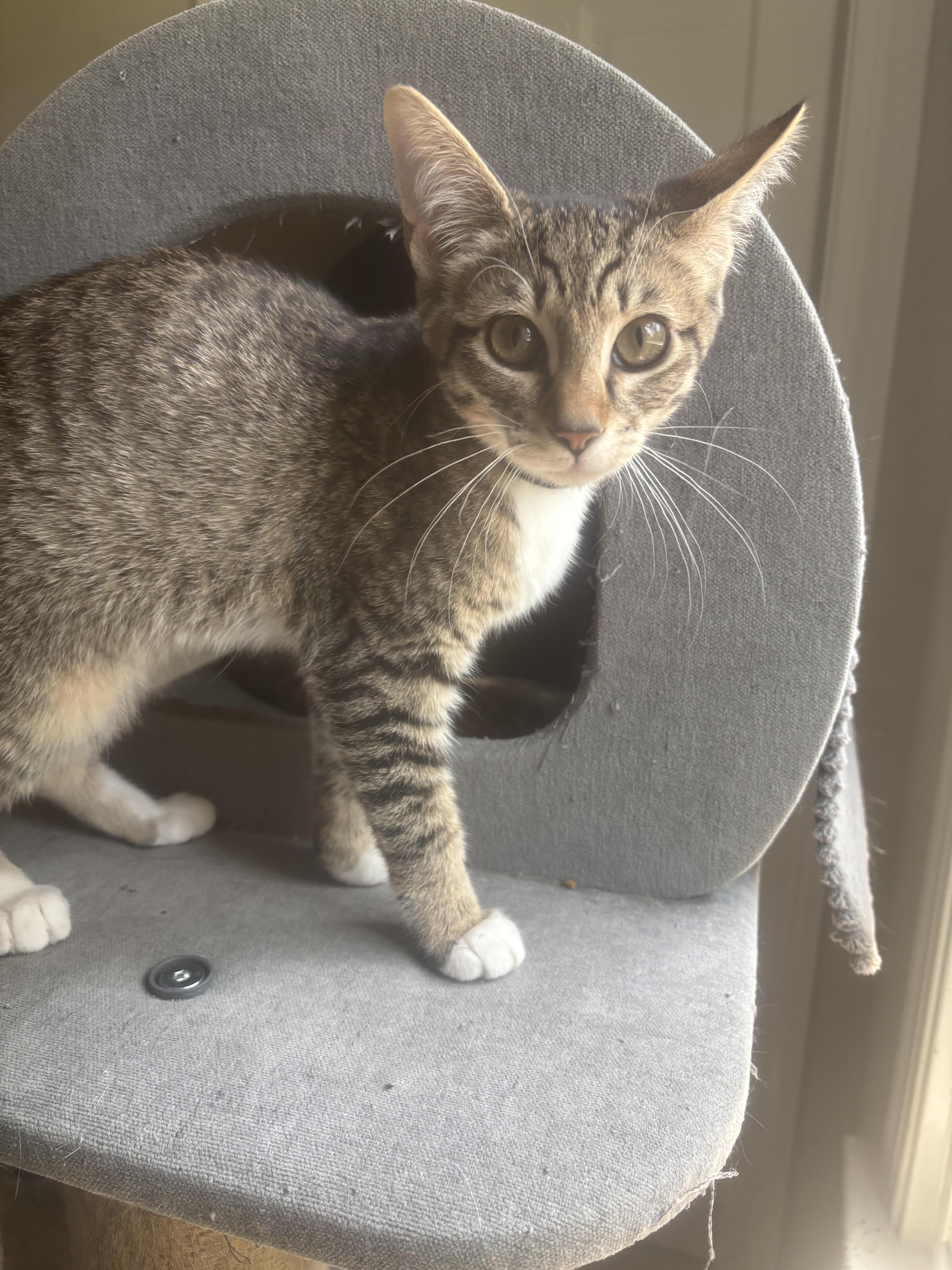 A baby small-sized female Tabby (Brown / Chocolate) Domestic Short Hair cat named Keke Palmer for adoption in Richmond, VA