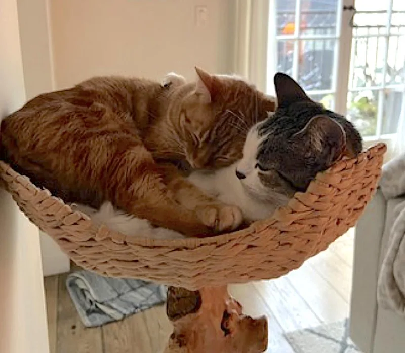 Luna and Nabi thumbnail 3
