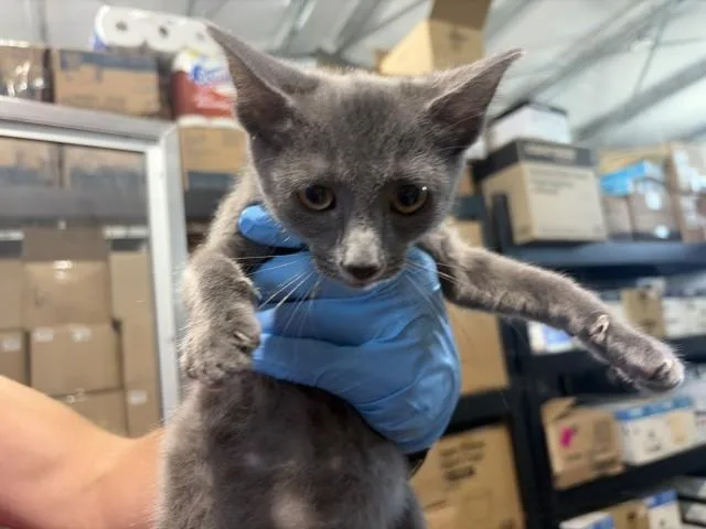 A baby small-sized female Domestic Short Hair cat named Aylin for adoption in San Bernardino, CA